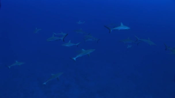 在海洋中游弋的灰色 reefsharks — 图库视频影像