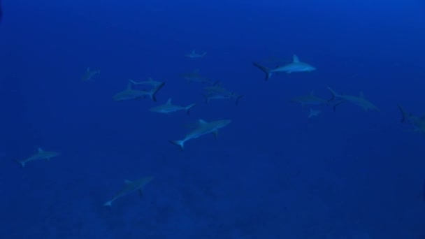 Γκρι reefsharks πλεύσης στον ωκεανό — Αρχείο Βίντεο