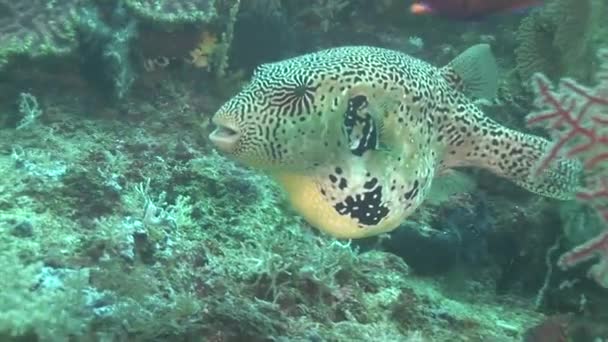 Arothron fish in the reefs — Stock Video
