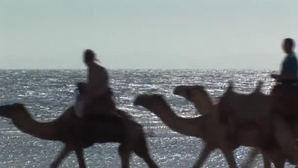 Tourists riding camels — Stock Video