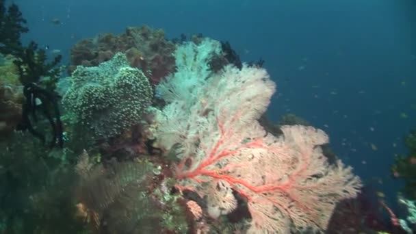 Clownfische in einer lebenden Koralle — Stockvideo