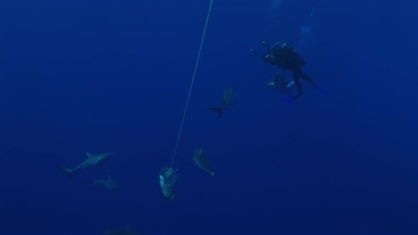 Szary reefsharks wokół przynęty — Wideo stockowe