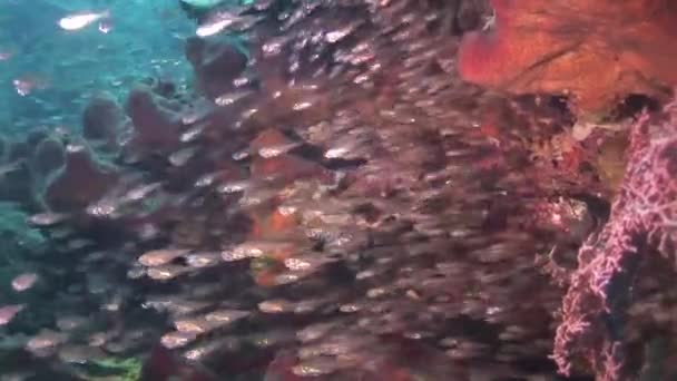 Scuola di pesce vetro che nuota sulla barriera corallina — Video Stock