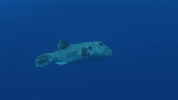 Pufferfish gigante nadando no recife — Vídeo de Stock