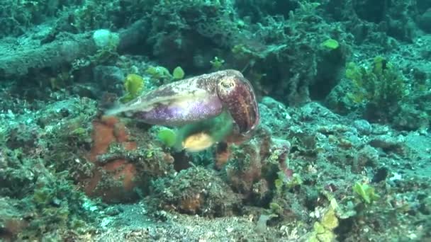Cuttlefish flamboyant andando no fundo — Vídeo de Stock
