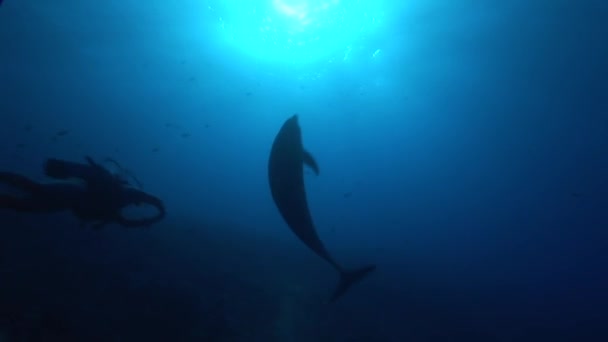 Dolphin plays in front of the camera — Stock Video