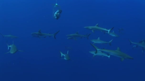 餌の周りの灰色の reefsharks — ストック動画
