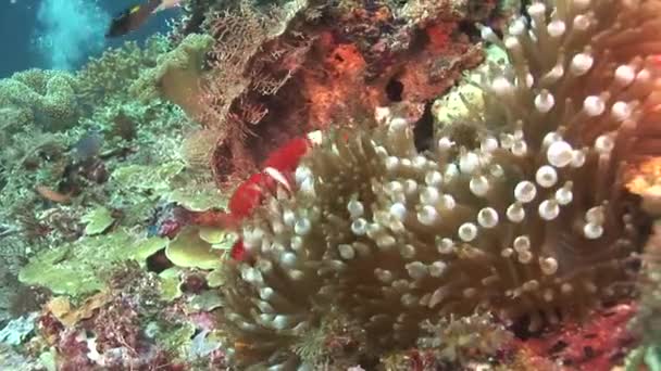 Clown fish in a living coral — Stock Video