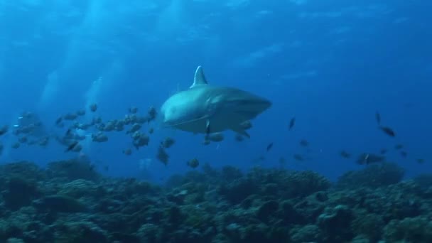 Ασημένια κάμερα που περνά από τον καρχαρία — Αρχείο Βίντεο