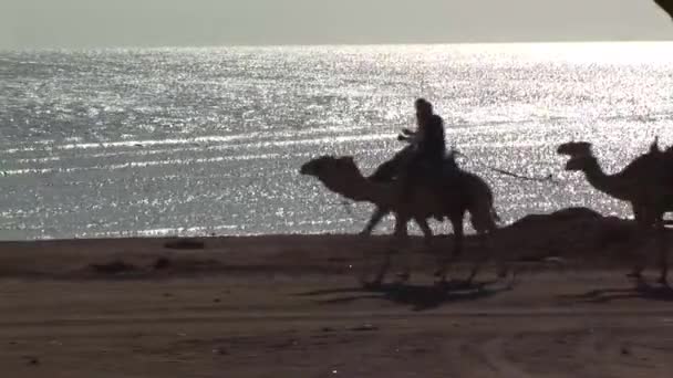Верблюдов ведут к побережью — стоковое видео