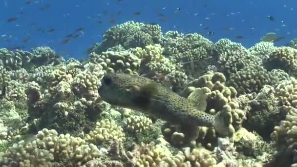 Porcupine ψάρια κολύμπι στον ωκεανό — Αρχείο Βίντεο