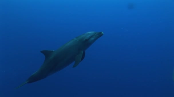Yunus okyanusta yüzüyor — Stok video