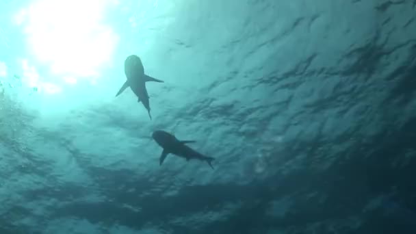 Riffhaie schwimmen im Gegenlicht — Stockvideo