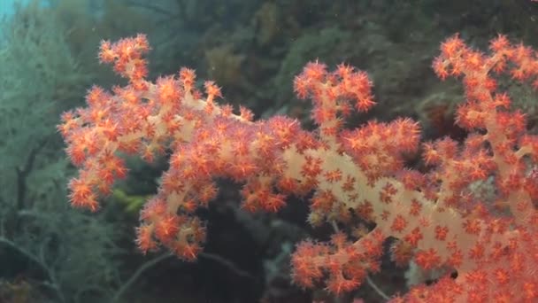 Πορτοκαλί μαλακά κοράλλια — Αρχείο Βίντεο