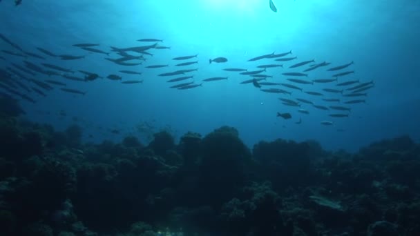 School of big eye barracudas — Stock Video