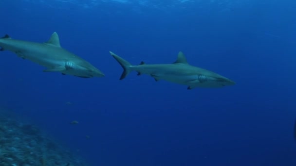 Tiburones reales se acercan desde el ocen azul — Vídeo de stock