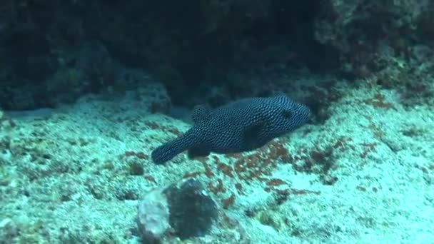 Pez globo nadando en el arrecife — Vídeo de stock