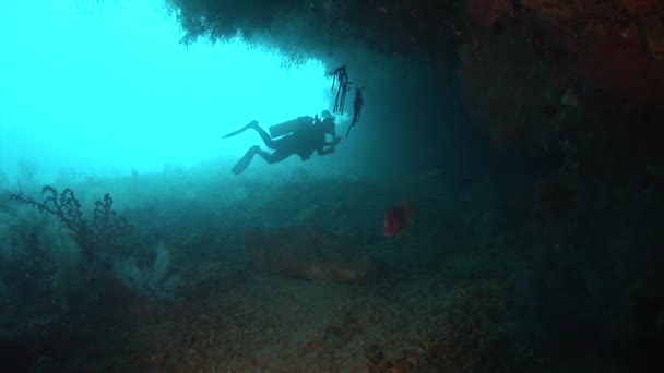 Diver swimming near the corals — Stock Video