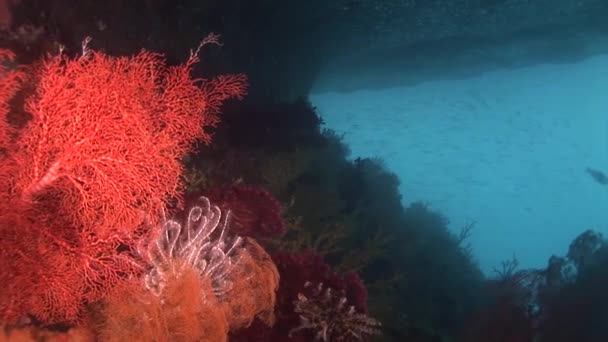 Coraux colorés sur le fond de la mer — Video