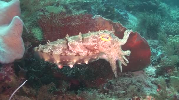 Cuttlefish flamboyant andando no fundo — Vídeo de Stock