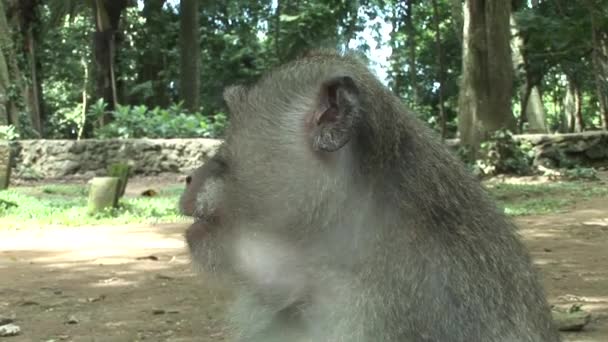 Macaque eating banana — Stock Video