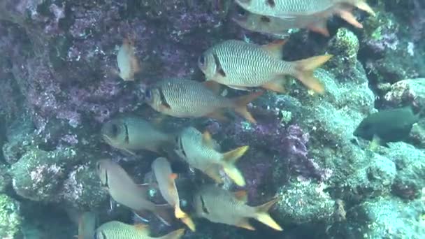 Sekolah tentara ikan di terumbu karang — Stok Video