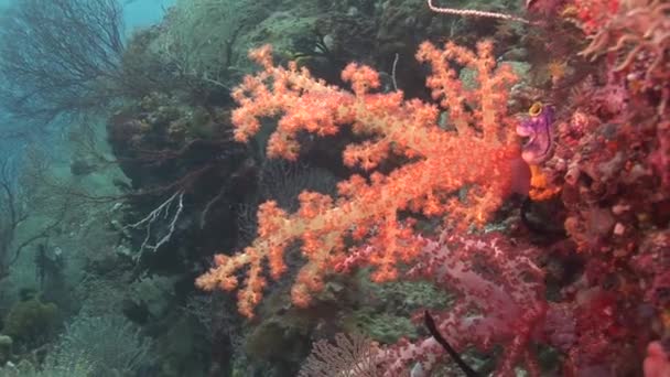 Coral macio e pequenos peixes — Vídeo de Stock