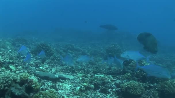 Peixes-rabilho caçando em recifes — Vídeo de Stock