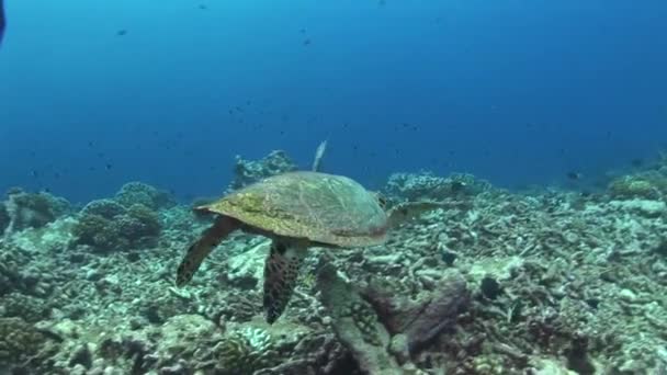 Hawksbill tortue nager à un plongeur — Video