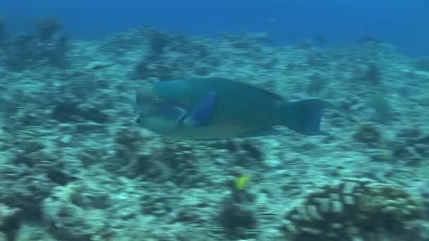 Pesce pappagallo in una barriera corallina — Video Stock