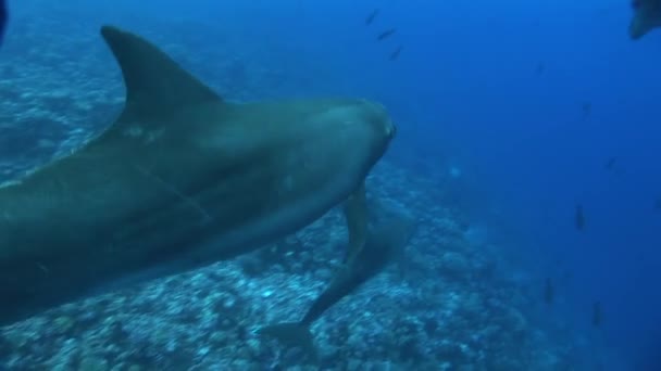 Três golfinhos nadam — Vídeo de Stock