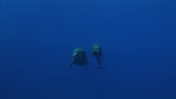 Dos delfines appro acharound el cámara — Vídeo de stock