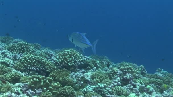 Bluefin jackfish hunting on reef — Stock Video