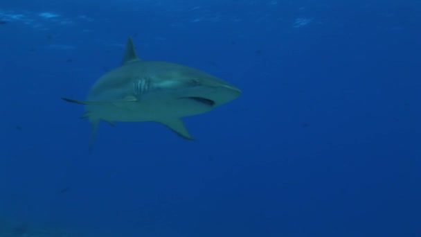 Reefshark plave směrem k fotoaparátu — Stock video