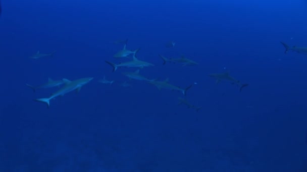 Γκρι reefsharks πλεύσης στον ωκεανό — Αρχείο Βίντεο