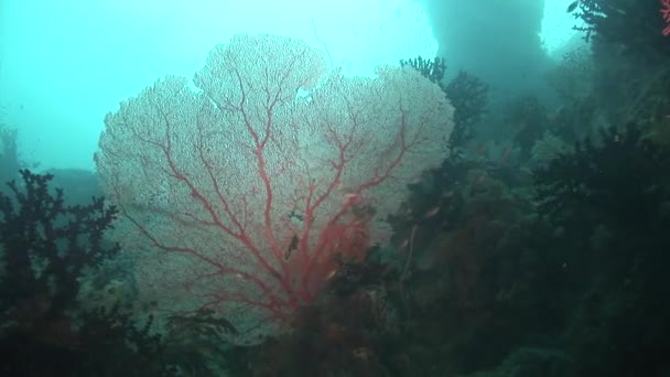 Gorgone korall és kis halak — Stock videók