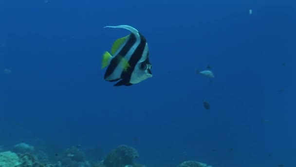 Bannerfish 在海洋中游泳 — 图库视频影像