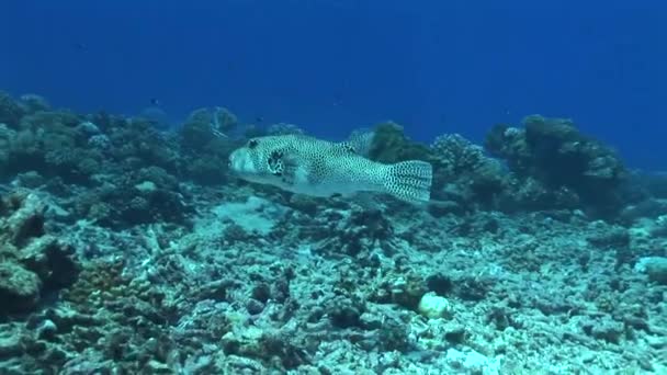 Giant pufferfish swimming on reef — Stock Video