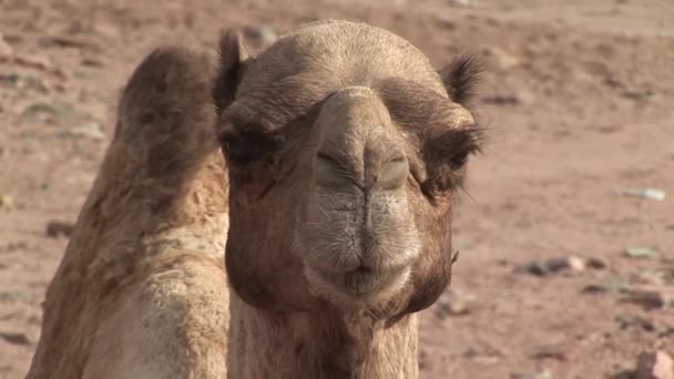 Portrait of camel in desert — Stock Video