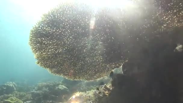 サンゴと熱帯魚 — ストック動画