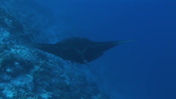 Manta ray op het rif — Stockvideo