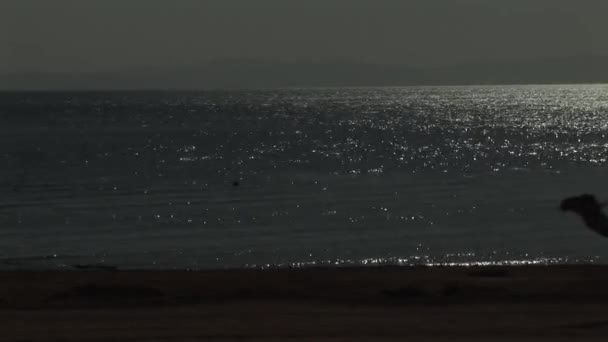 海岸の隣に導かれているラクダ — ストック動画