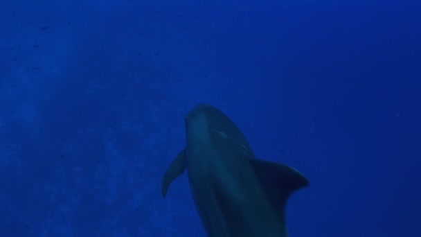 Dolphin swims in ocean — Stock Video