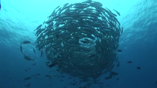 School of big eye jackfish — Stock Video