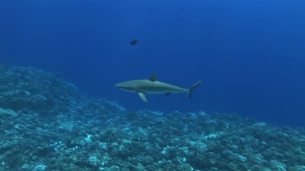 Manta ray pływanie na aparat — Wideo stockowe