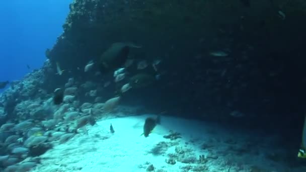 Escuela de peces tropicales en el océano — Vídeo de stock