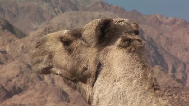 Retrato de camello en el desierto — Vídeos de Stock