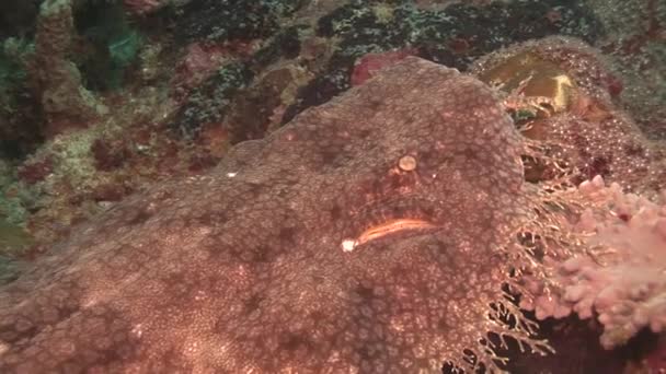 Wobbegong ležící na písku zblízka — Stock video