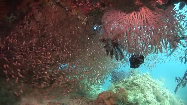 School of glassfish swimming on reef — Stock Video