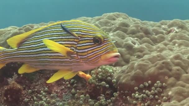 Sweetlips en la estación de limpieza — Vídeos de Stock